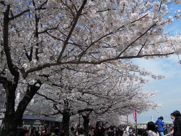 13.04.02_隅田公園桜.JPG
