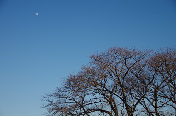 140112_桜と月.jpg