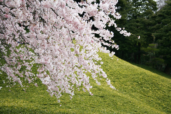 小石川桜.jpg