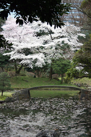 小石川桜2.jpg