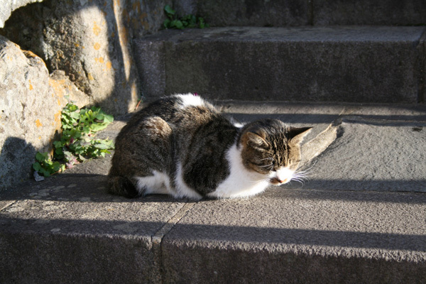 長崎の猫1.jpg
