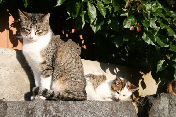 長崎の猫2.jpg